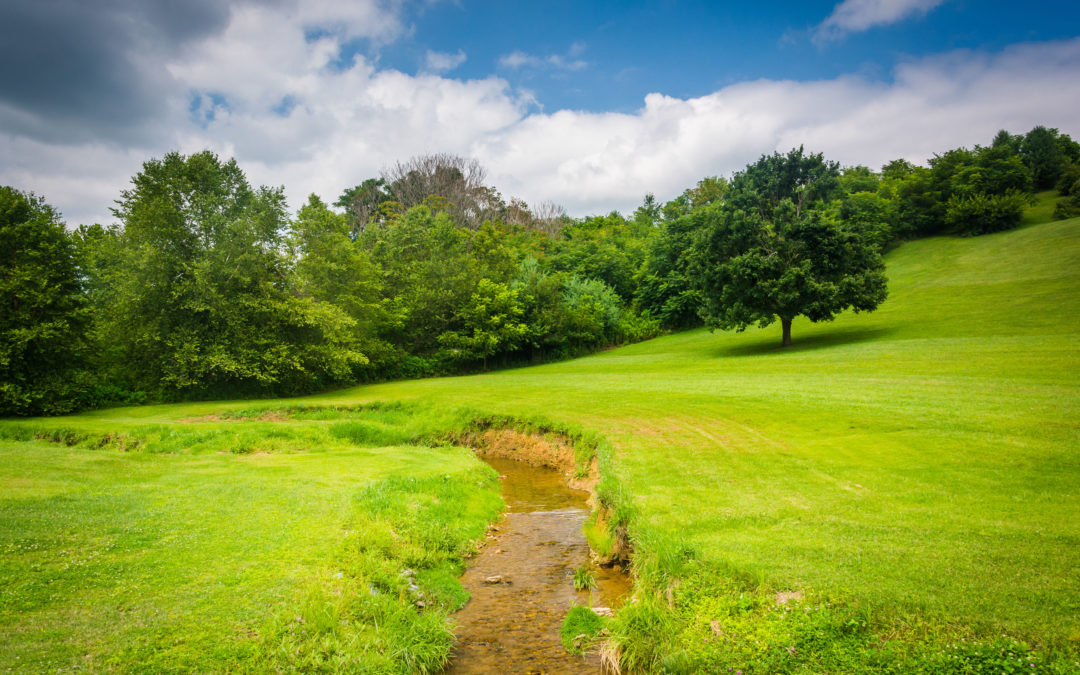 Riparian Stream Buffers