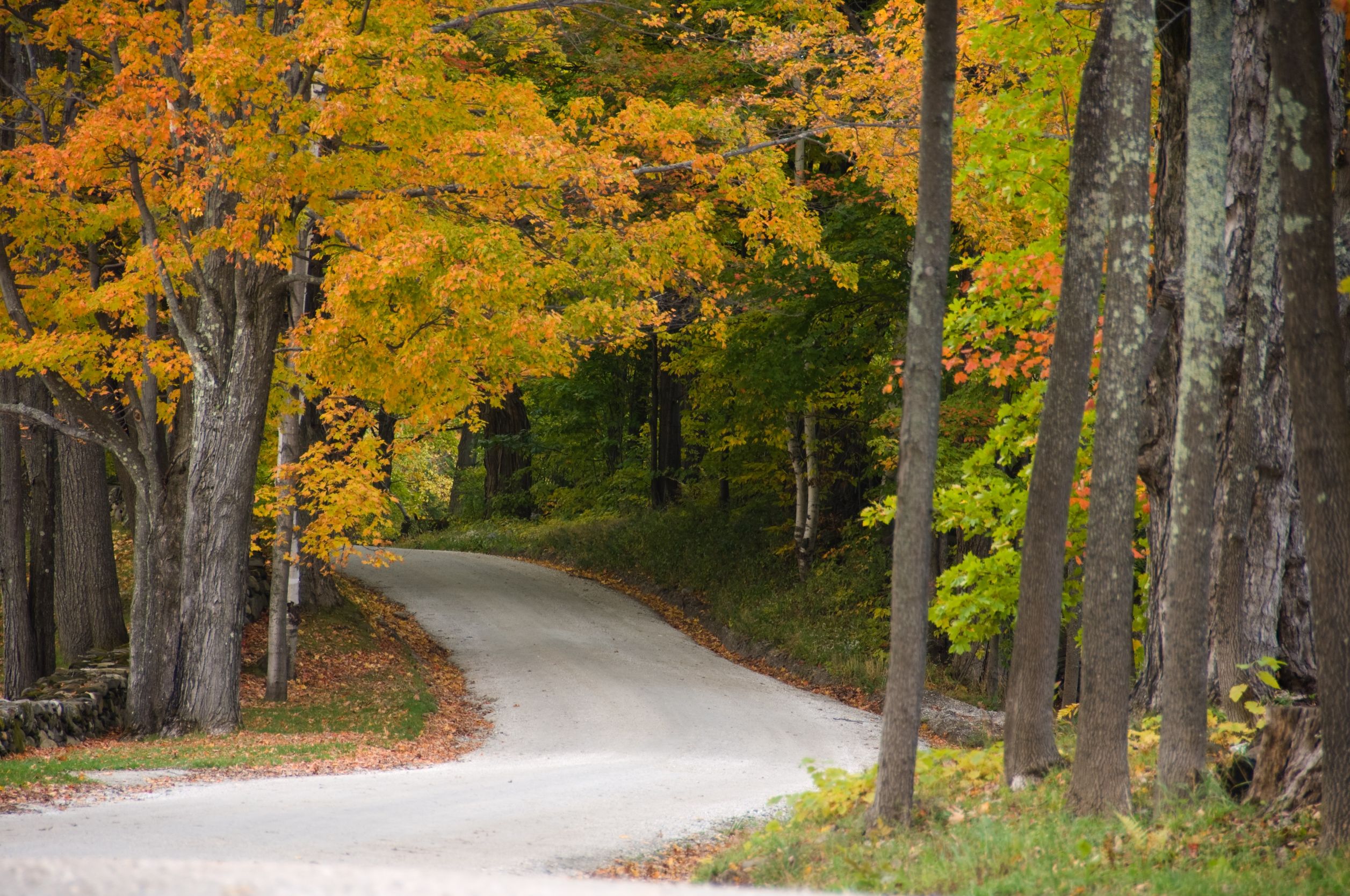 gravel road beneath colorful autumnal trees